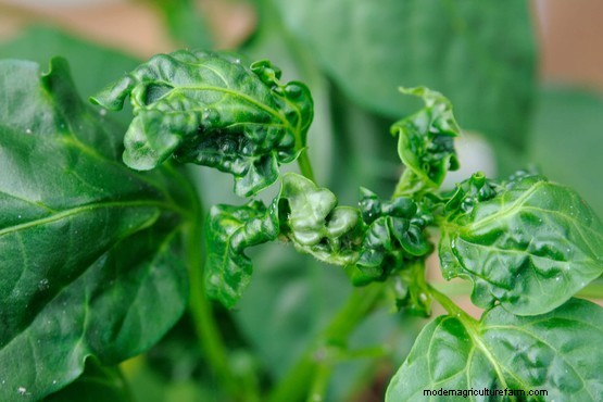 How to get rid of aphids on house plants