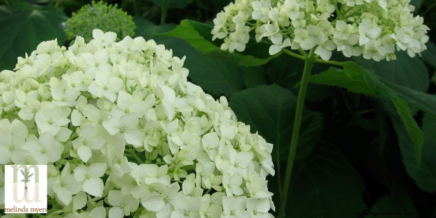 Pruning and Care of Hydrangeas
