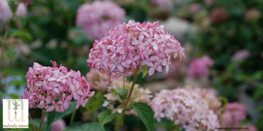Pruning and Care of Hydrangeas
