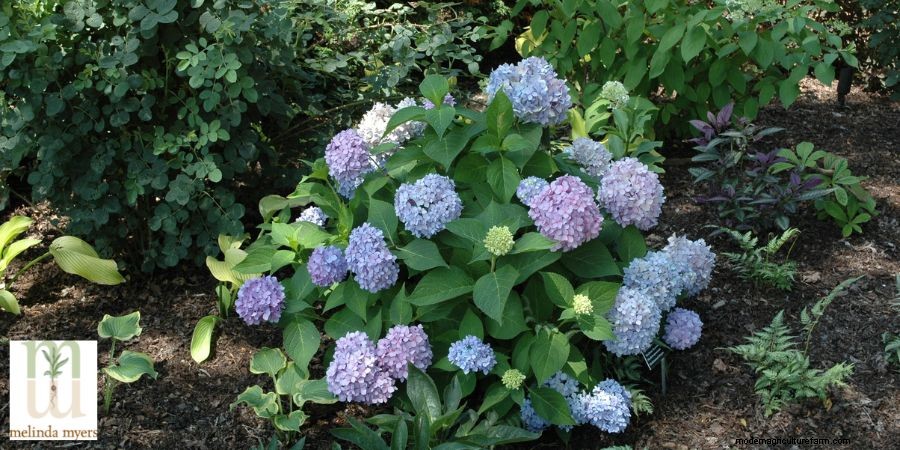 Pruning and Care of Hydrangeas