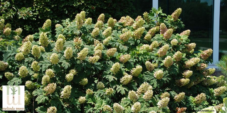Pruning and Care of Hydrangeas
