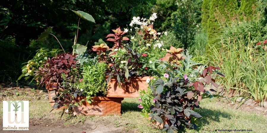 How to Plant Plants in a Container