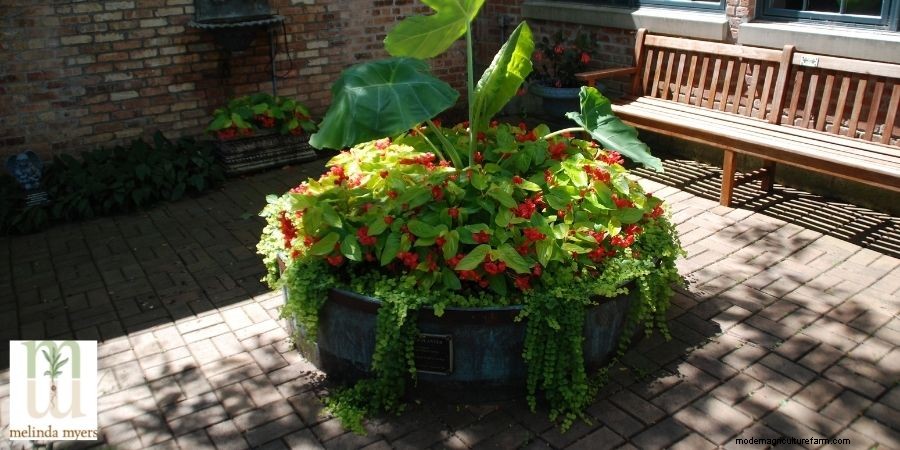 How to Plant Plants in a Container