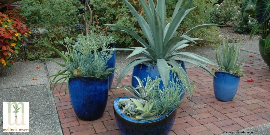 How to Plant Plants in a Container