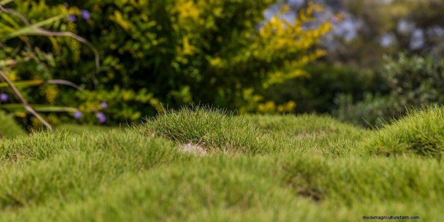 How to Improve a Lumpy Lawn