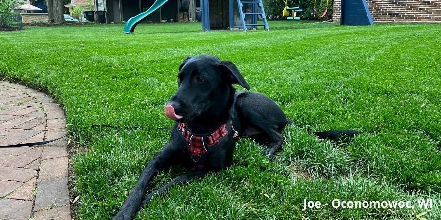 How to Improve a Lumpy Lawn