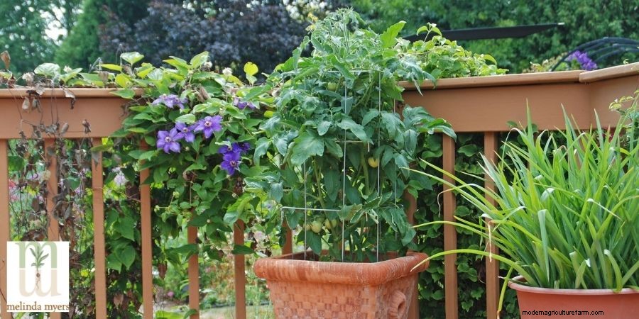 Grow a Nutritious Garden in a Pot
