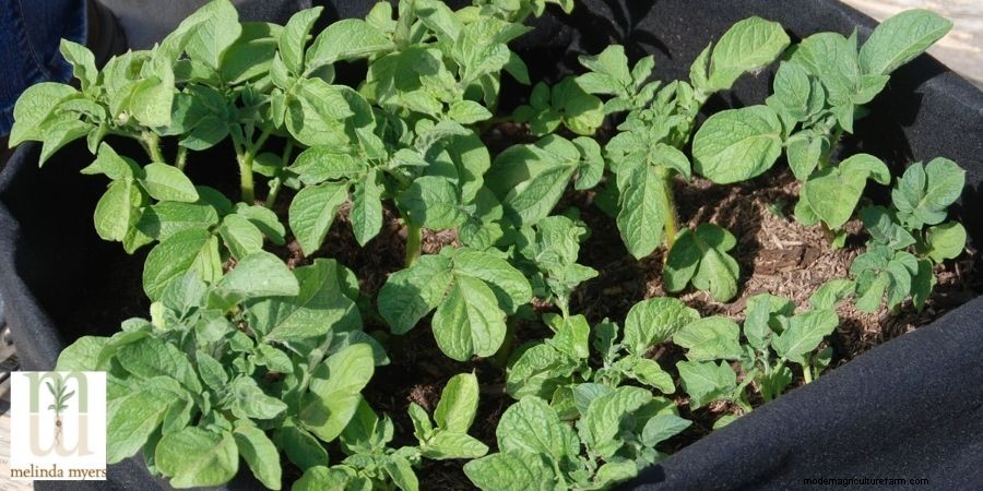 Grow a Nutritious Garden in a Pot