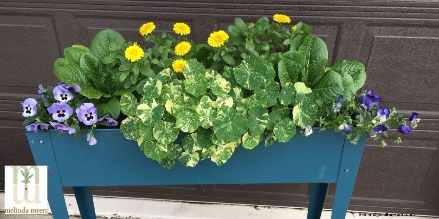 Grow a Nutritious Garden in a Pot