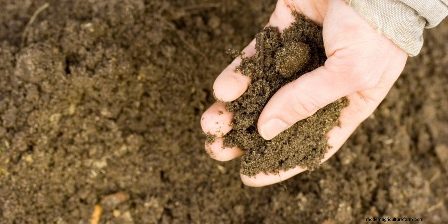 What Nutrients Do Plants and Lawns Need?