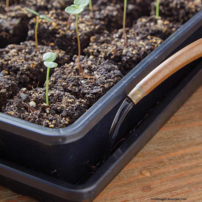 Starting Seeds with Soil Blocking