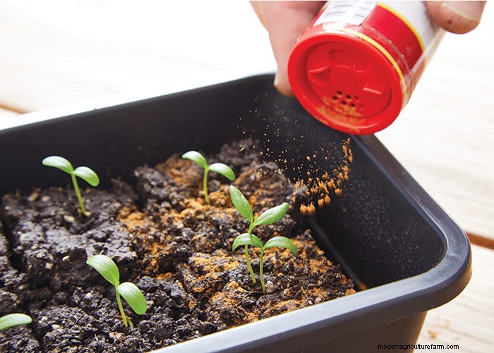 Starting Seeds with Soil Blocking