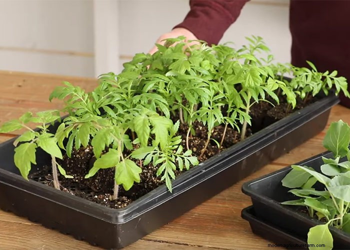 Starting Seeds with Soil Blocking