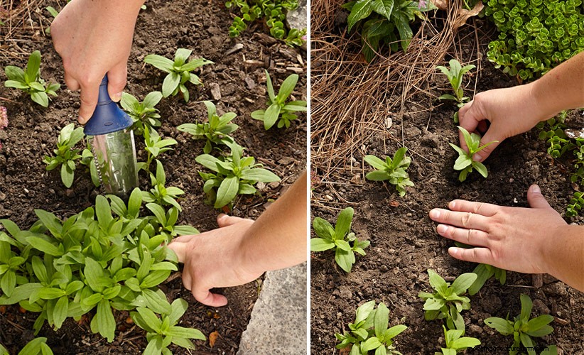 How to transplant seedlings in your garden
