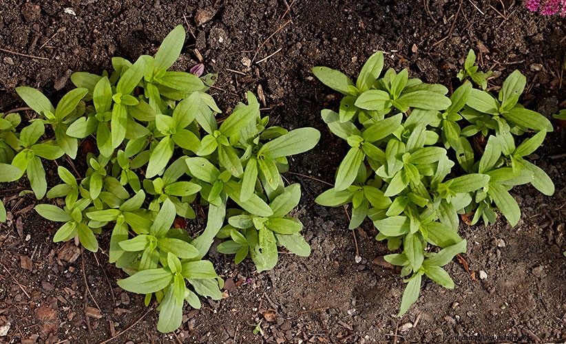 How to transplant seedlings in your garden