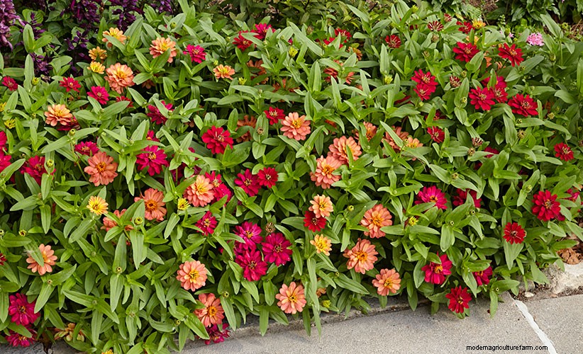 How to transplant seedlings in your garden