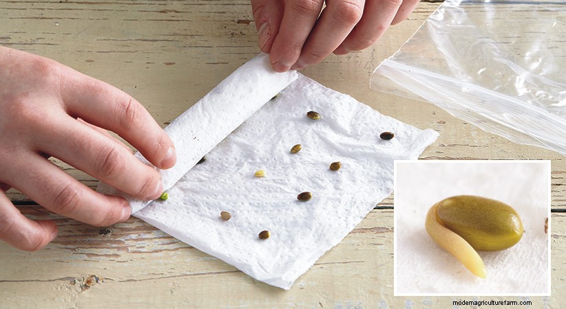 How to Prechill Seeds