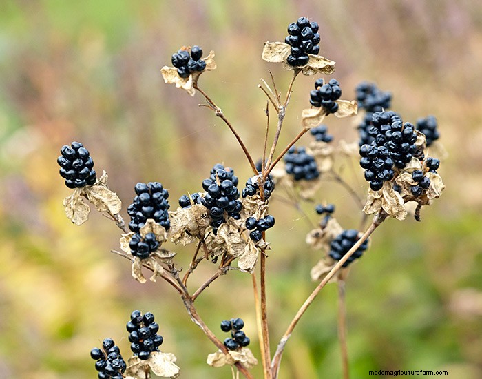 How to Collect Flower Seeds
