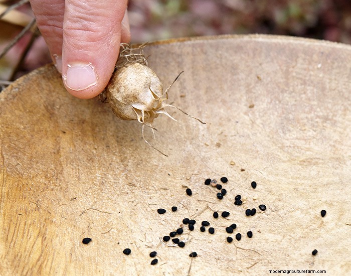 How to Collect Flower Seeds