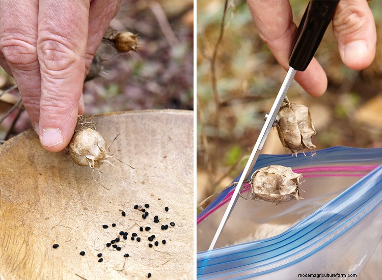 How to Collect Flower Seeds