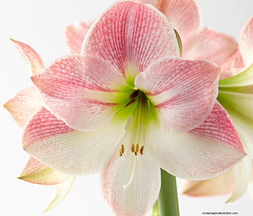 How to Get Your Amaryllis to Bloom Twice a Year