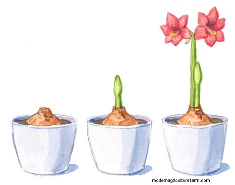 How to Get Your Amaryllis to Bloom Twice a Year