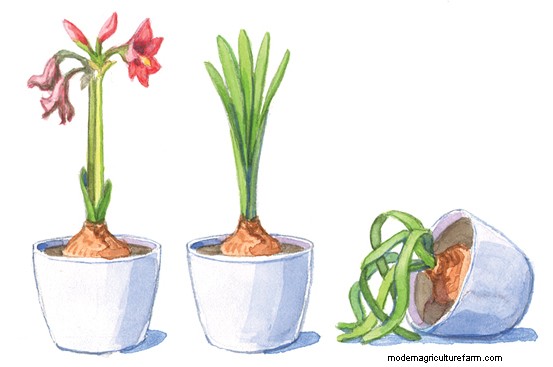 How to Get Your Amaryllis to Bloom Twice a Year
