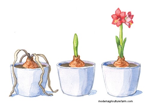 How to Get Your Amaryllis to Bloom Twice a Year