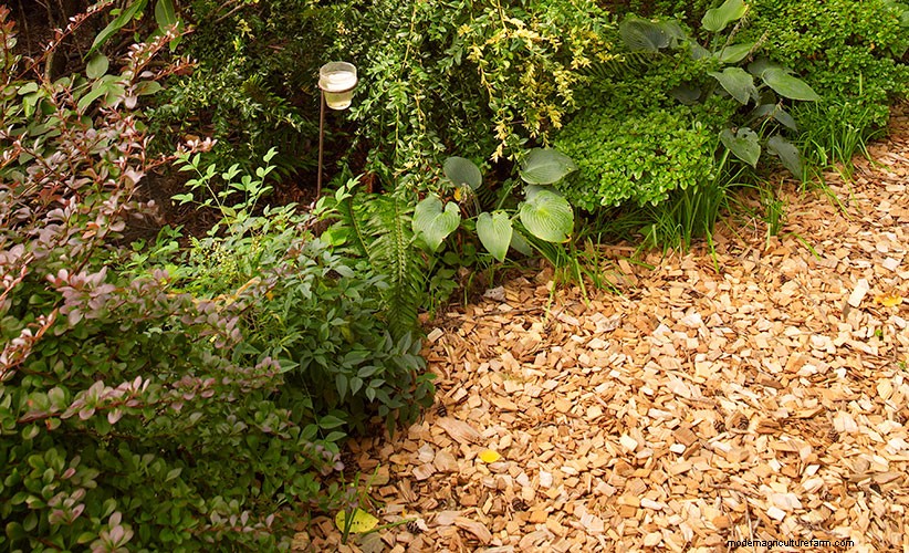 Can I Use Wood Chip Mulch From a Tree Service?