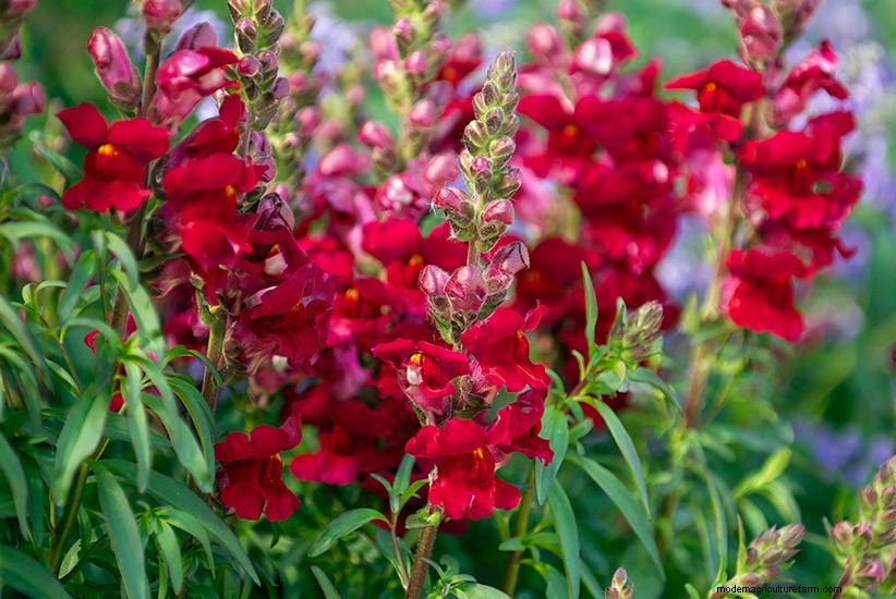 3 Easy Steps for Planting Your Best Annuals