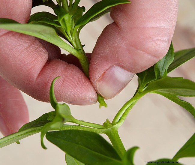 3 Easy Steps for Planting Your Best Annuals