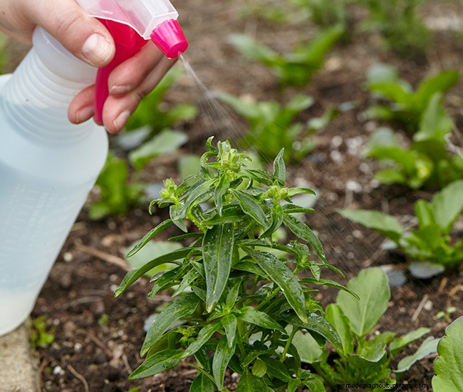 3 Easy Steps for Planting Your Best Annuals