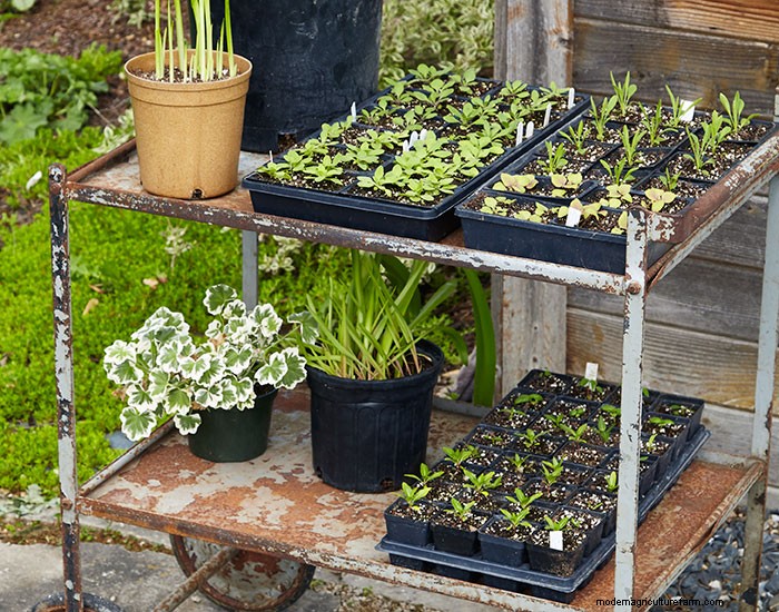 How to harden off new or overwintered plants