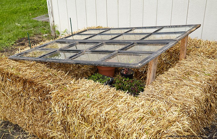 How to harden off new or overwintered plants