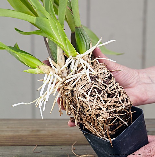 How to Repot an Orchid