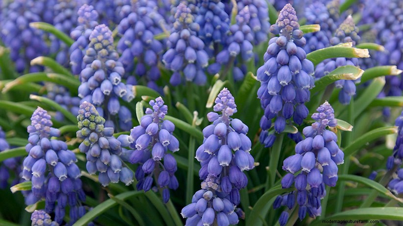 How Many Bulbs Do You Need?