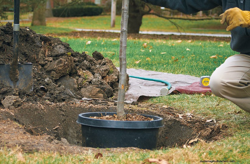 How to Plant a Tree in Four Easy Steps
