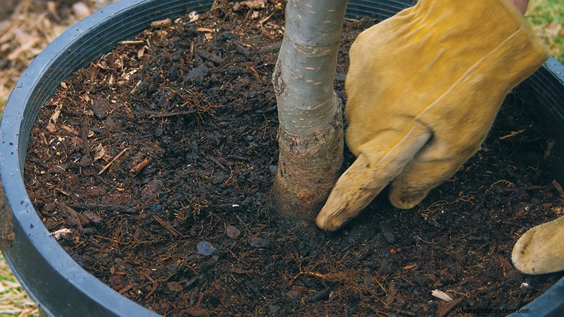 How to Plant a Tree in Four Easy Steps