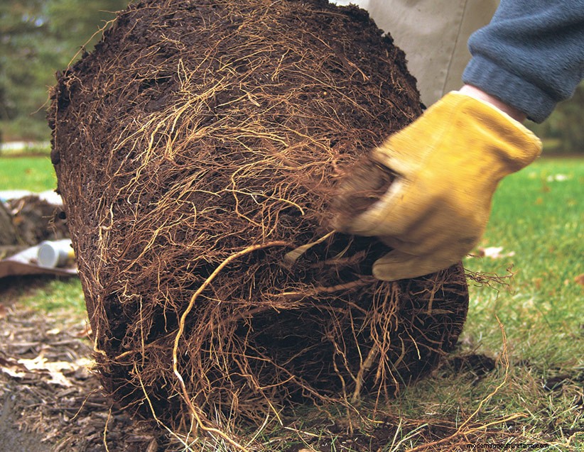 How to Plant a Tree in Four Easy Steps