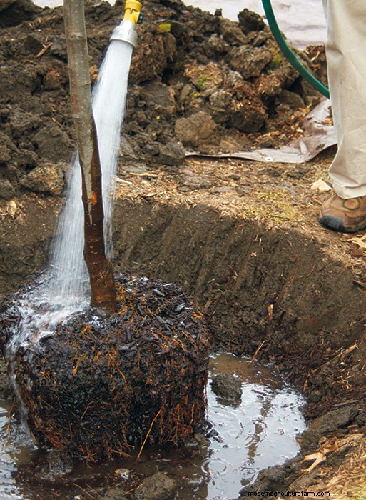 How to Plant a Tree in Four Easy Steps