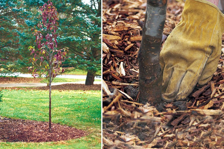 How to Plant a Tree in Four Easy Steps