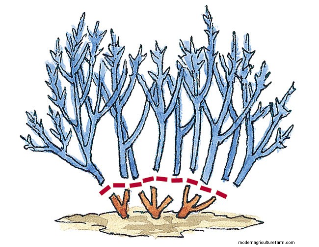 Pruning Spirea