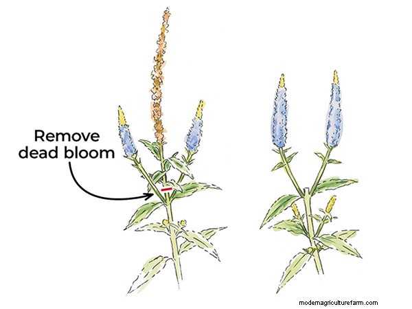 3 Techniques for Deadheading Perennials