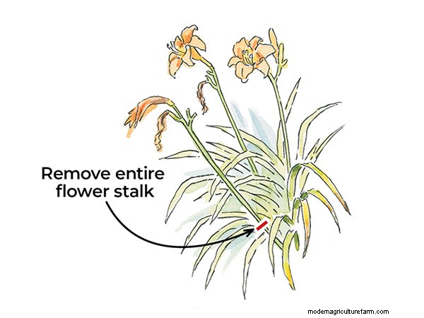 3 Techniques for Deadheading Perennials