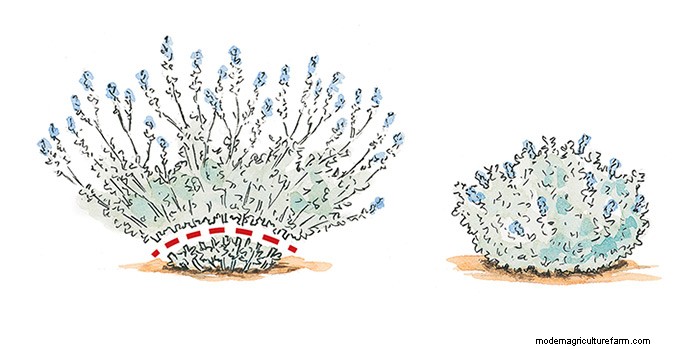 3 Techniques for Deadheading Perennials