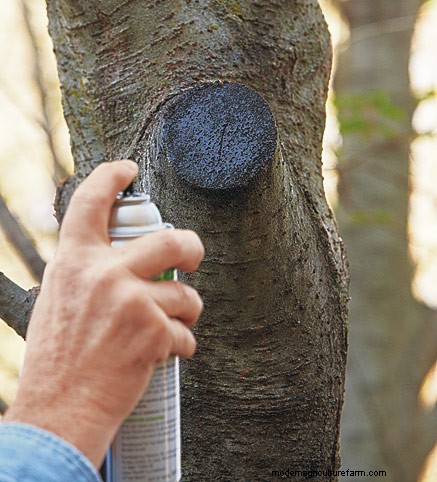 Never Follow this Pruning Advice
