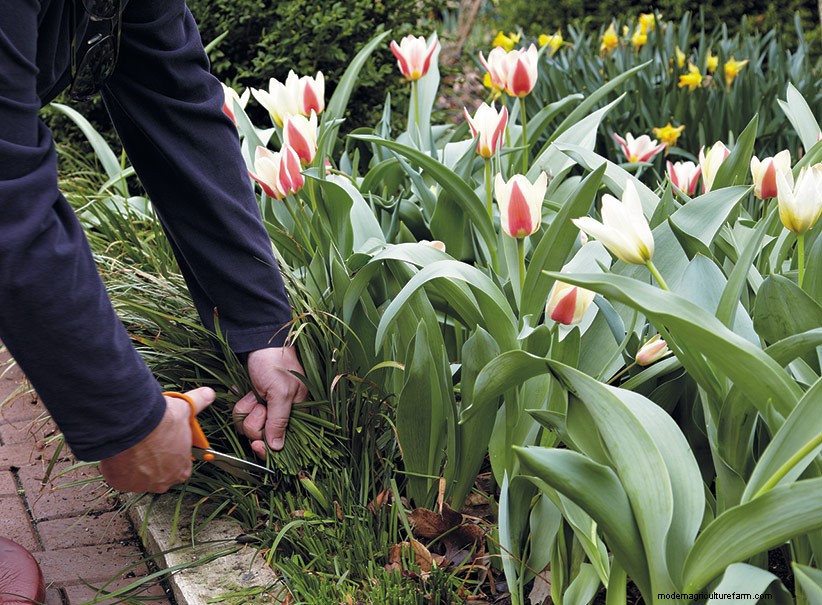 Spring Garden Cleanup Tips