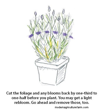 How to Prune Lavender