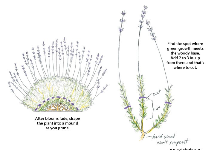 How to Prune Lavender
