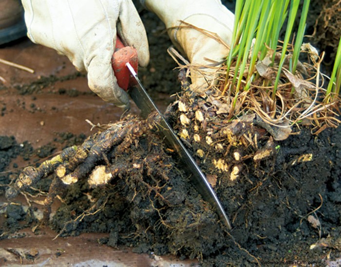 How to divide perennials with dead centers